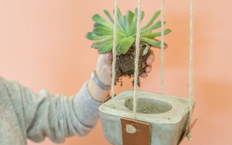 Coloca la planta en la maceta de cemento