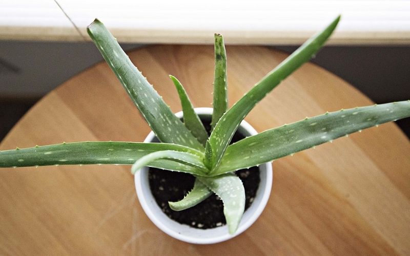 Decoración con plantas de aloe vera