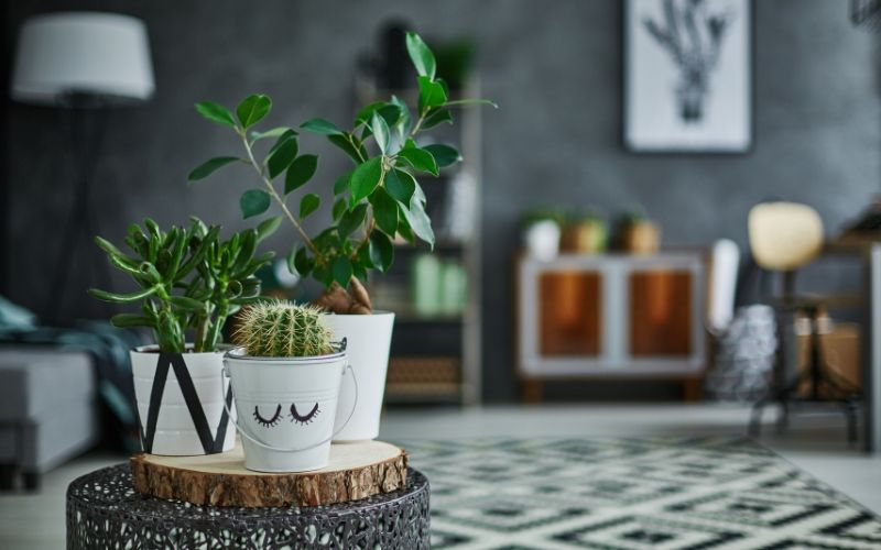 Decora las mesas con plantas de interior