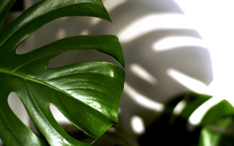 Decoración de interior con plantas