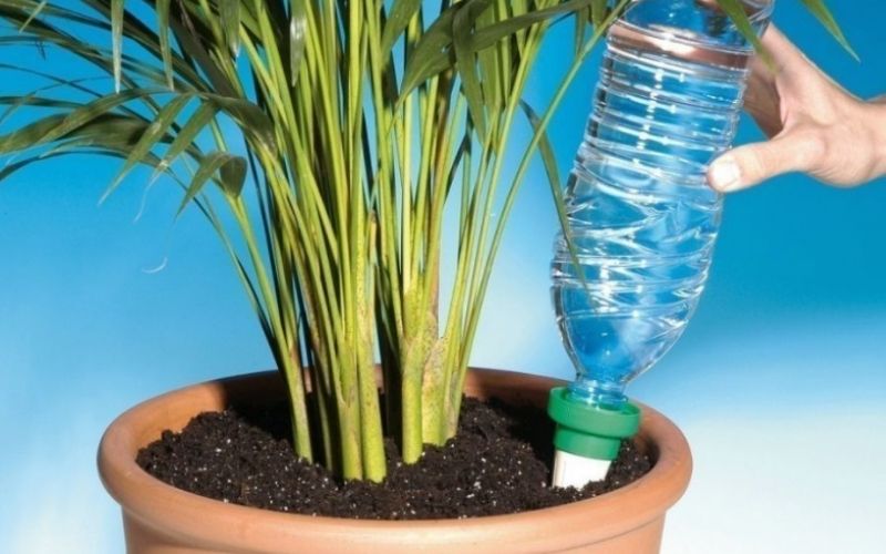 Regar las plantas en vacaciones