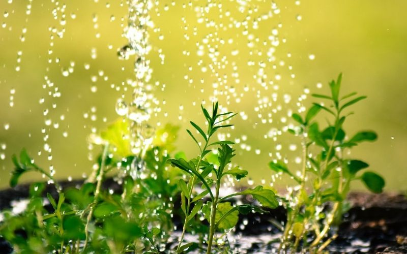 Regar las plantas de interior en vacaciones