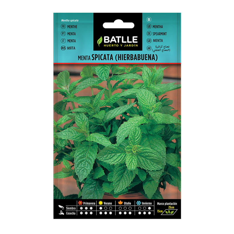 Semillas menta spicata (hierbabuena) BATLLE 0,2 gr 10 unidades