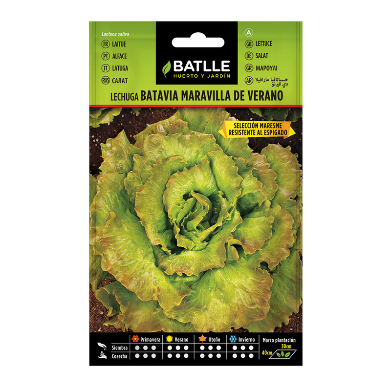 Semillas lechuga mararilla verano maresme BATLLE 10 gr 10 unidades
